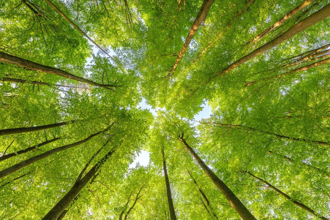 Classifying Capital Part 1: Global taxonomy trends and evolutions