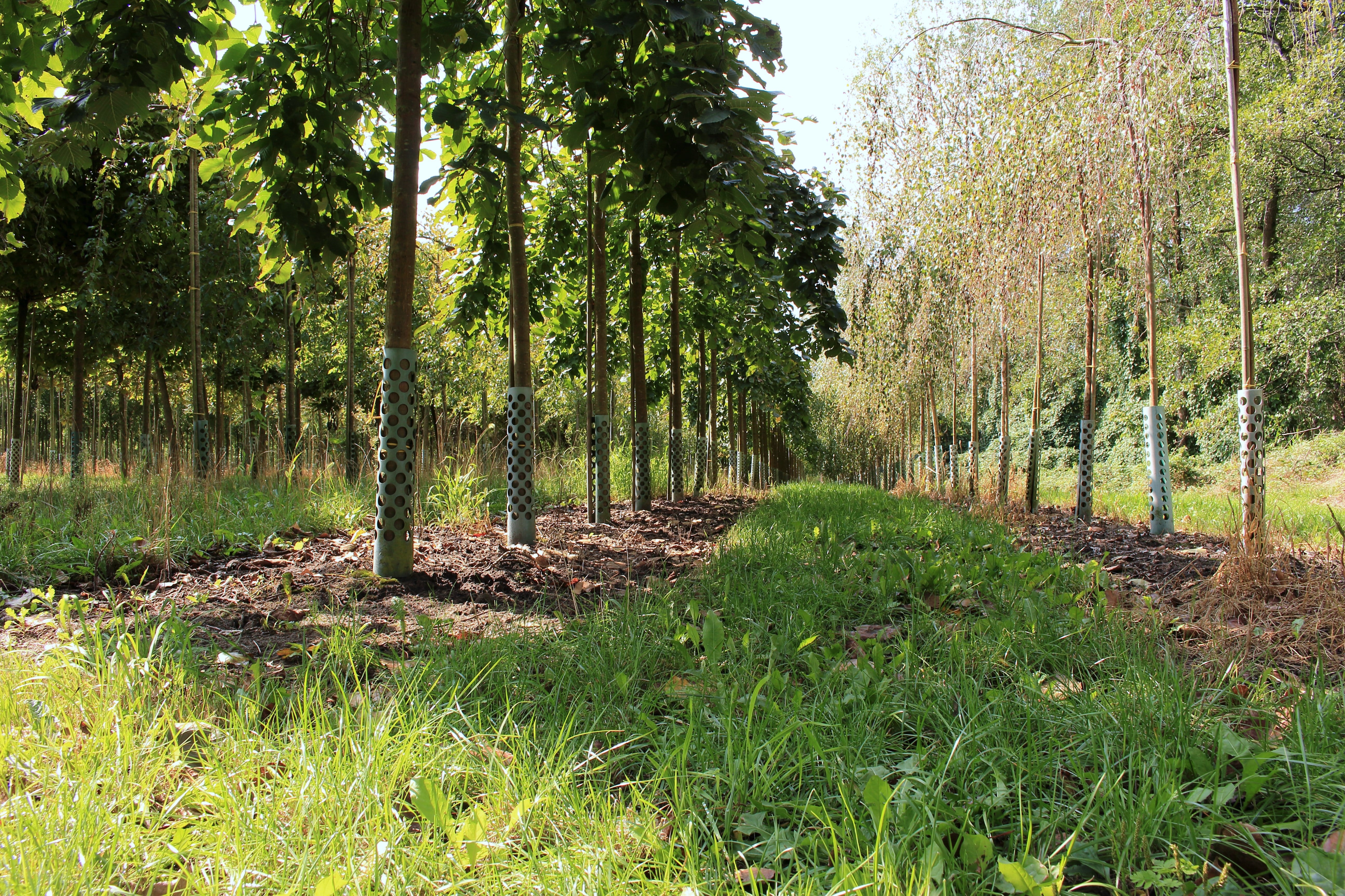 The Role of Stock Exchanges in Corporate Governance